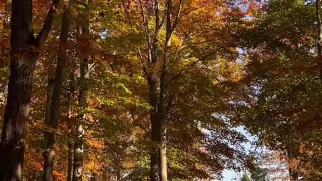 May all the troubles go with the fallen leaves