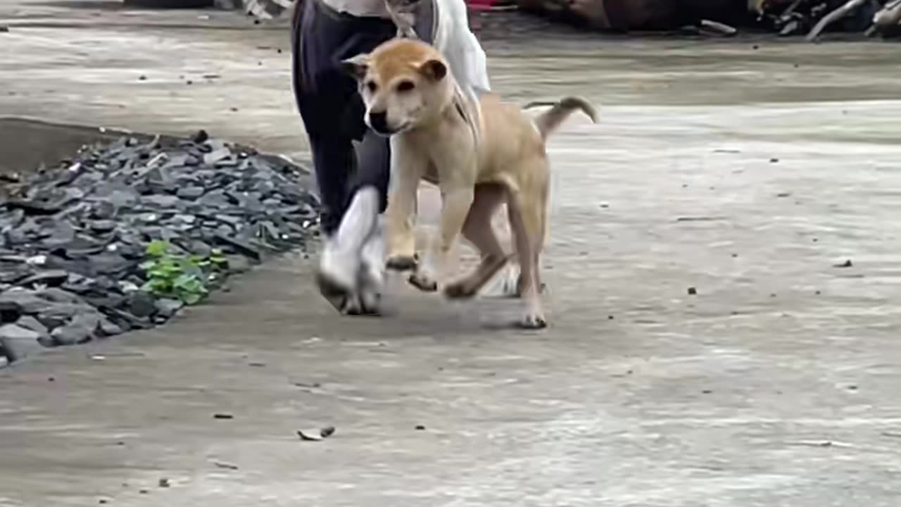 he will steal something back if it doesn't bite the dog.