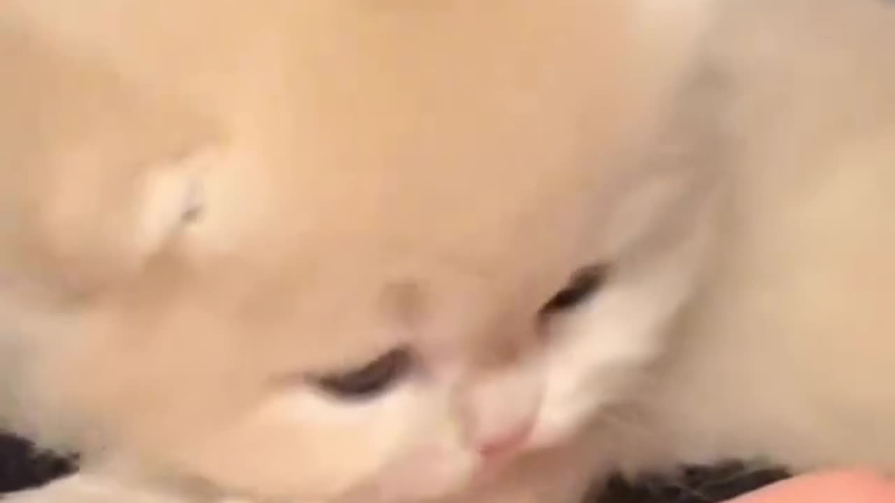 Cats Clash in Playful Showdown!" πΎπ₯