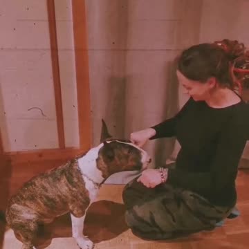 Dog vs human, who is the winner?