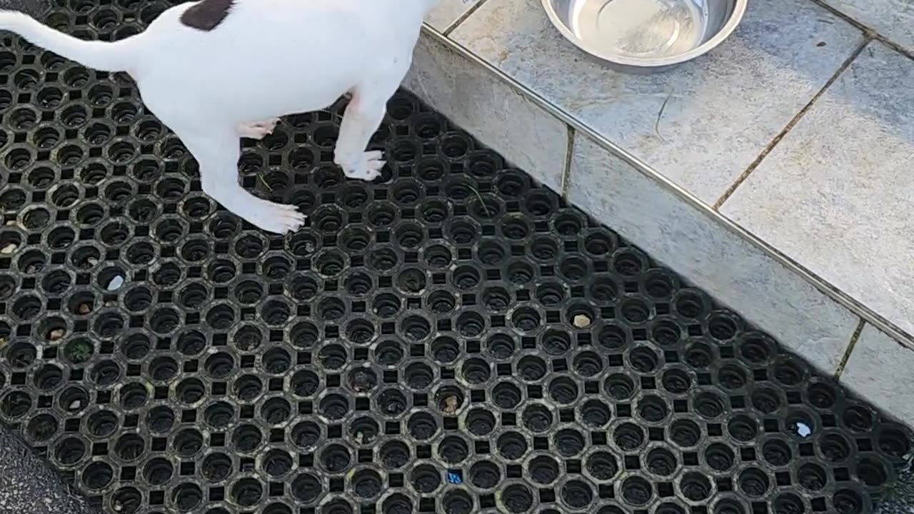 Puppy Rides Bowl Down Stairs