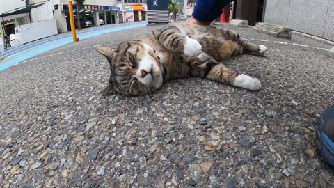 There was a cat lying proudly in the parking lot, so I was nadenade