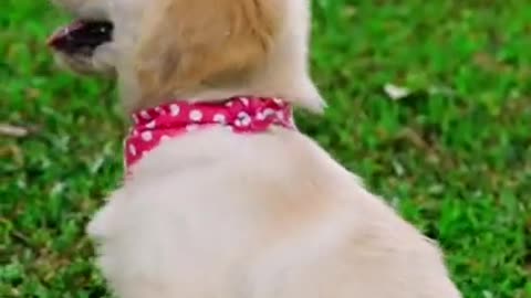 Cute dog compilation