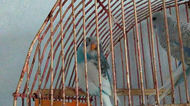 budgie trying to escape from cage