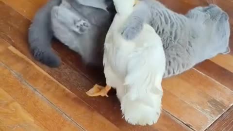 That cat is going to murder that duck one day🤬🤬