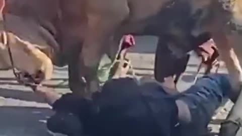 This man almost lost his life because he was stepped on by a raging cow