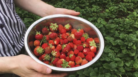 Picking Fresh Strawberries