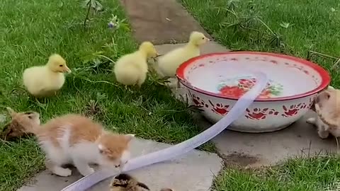 #Cute Pet # Cute Dog # Chicken 🐥 # cute kitten