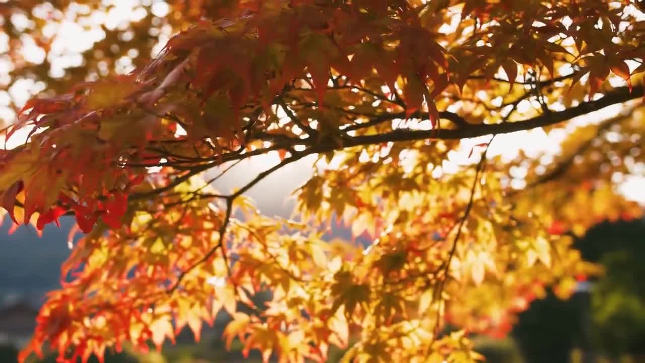 Enchanting Autumn Forests with Beautiful Piano Music