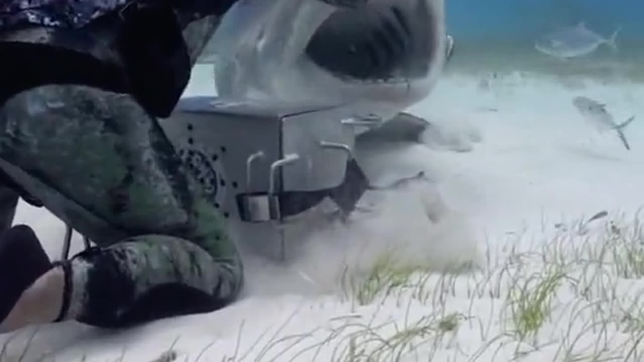 View Of Amazing Shark