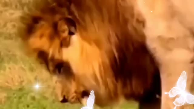 Animals short video