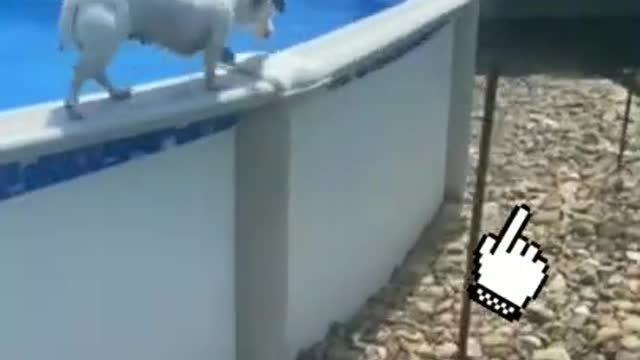 Dog swimming in the pool