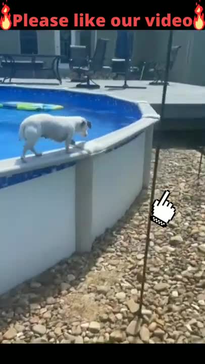 Dog swimming in the pool