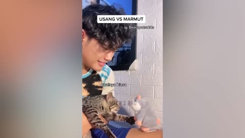Funny cats 🙈😂