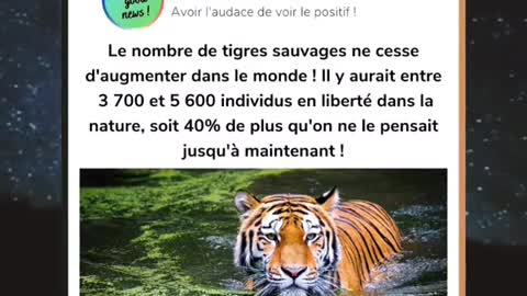 de tigres sauvages nter dans le monde !Il y aurait entre 3 700 et 5 600 individus en liberté dans la