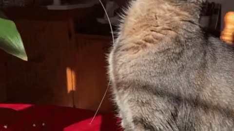 Cute Cat Gif