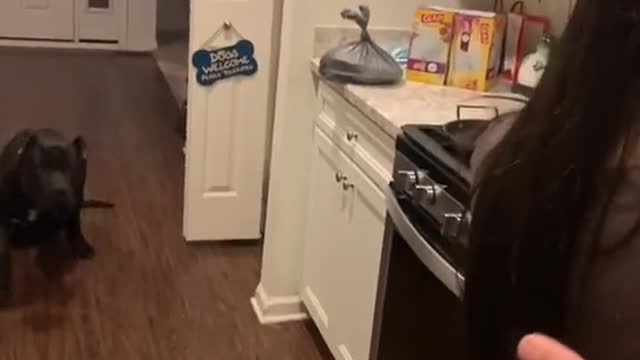 beautiful dog