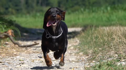 Which dog do you Love petting. Dogs and puppies are link to paradise