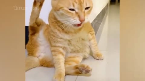 Funny Animal Video Cat's and funny dog😂