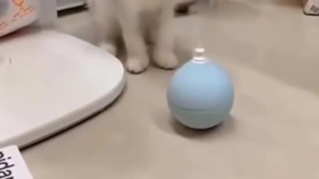 💗Funny Pets Try Not to Laugh Cute Cats And Dogs 💗 #shorts