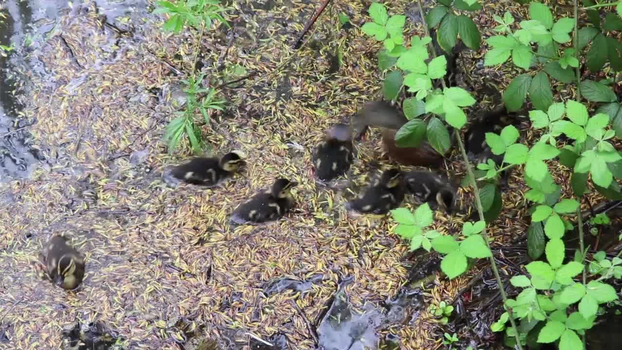 canetons canards les bébés