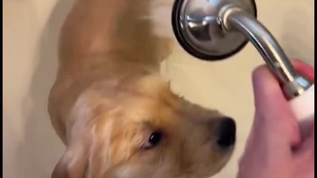 The way you bathe your dog