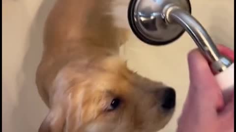 The way you bathe your dog