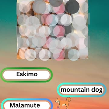 Bow-wow Trivia Challenge 9