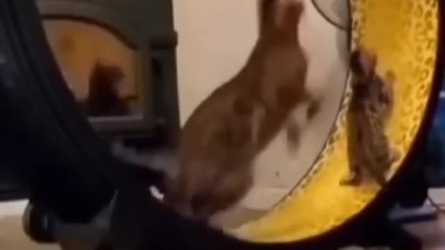 sooooo funny cat dancing