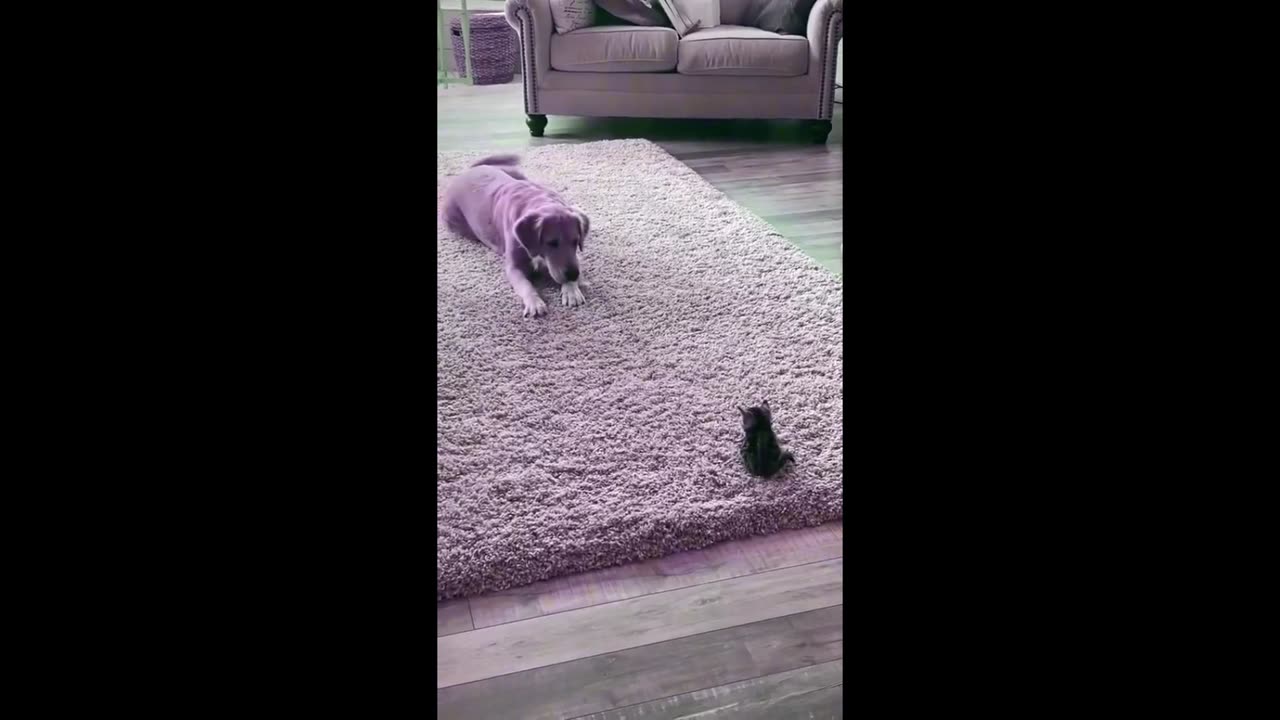 Dogs Funny Reaction to Cat Amazing