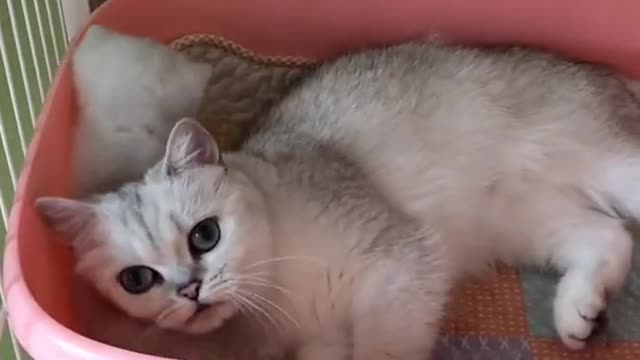 OMG So Cute Cats ♥ Best Funny Cat ❤️🐈Videos 2021 #shorts