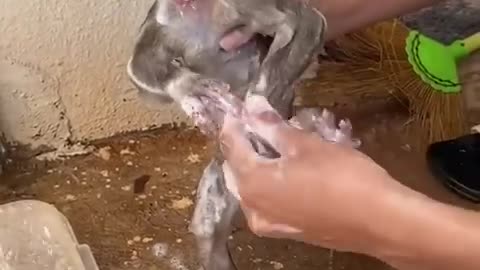 Bath time🐒