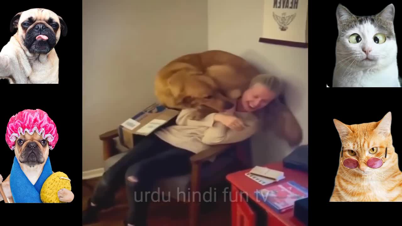 Funny animals