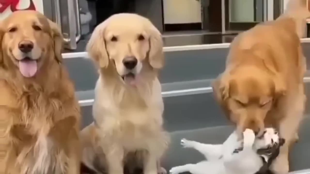 Forever Friendship #funnyanimals