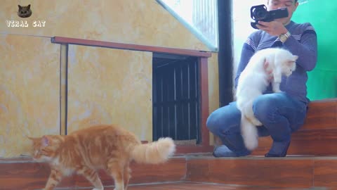 4K Quality Creature Film - Felines and Little cats Wonderful Scenes Episode 7 | Viral Feline