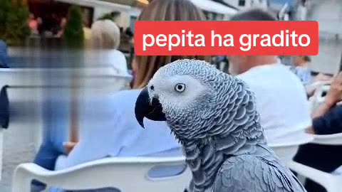 Pepita love the music