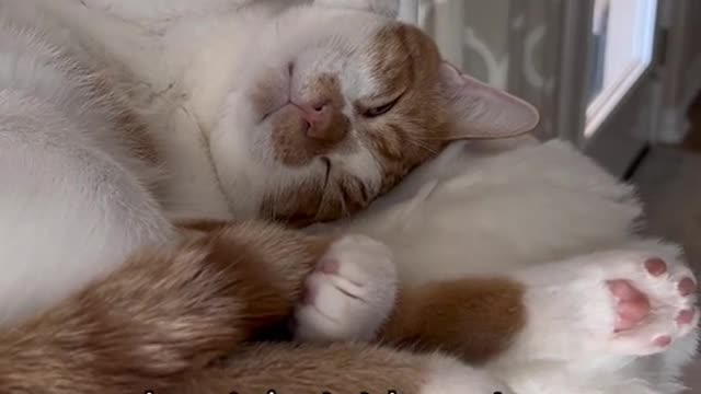 Do your cats dream a lot #catsoftiktok #PetsOfTikTok #dreaming