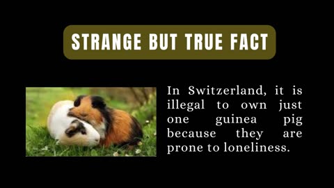 Strange But True Fact: Did You Know? It is Illegal To Only Own One