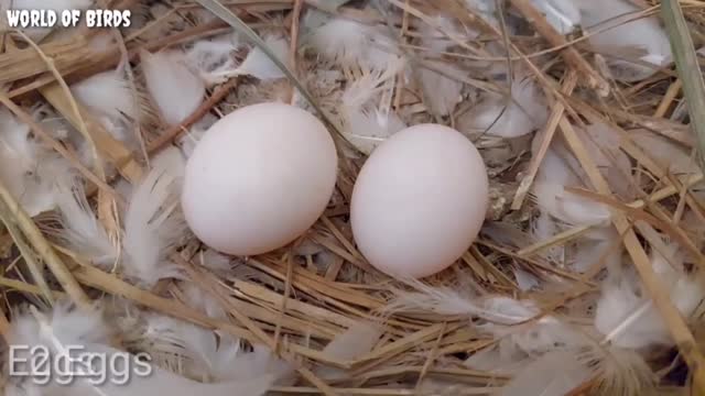 Baby Pigeon Growth Video || From 1 day to 30 days || In this video the pigeon is laying an egg