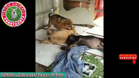 Animals-Funny and Cute -Dog Video #27 TikTok Animals-Funny and Cute Channel.