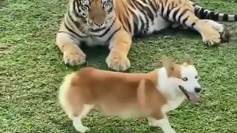 Friends forever ( Dog and Lion Friendship)