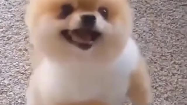 Cutest Puppy 🤣 Very Funny Dog Video 🤣