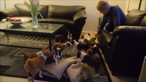 adorable puppies running around