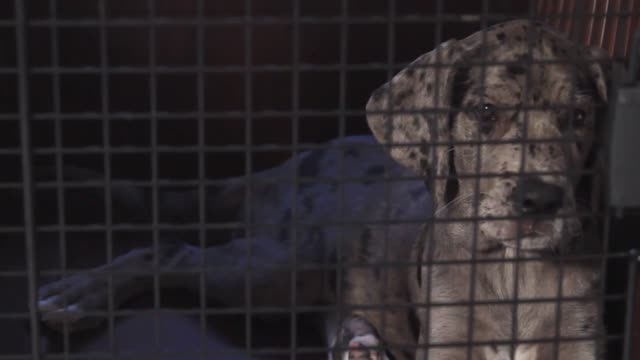 Puppy In Cage