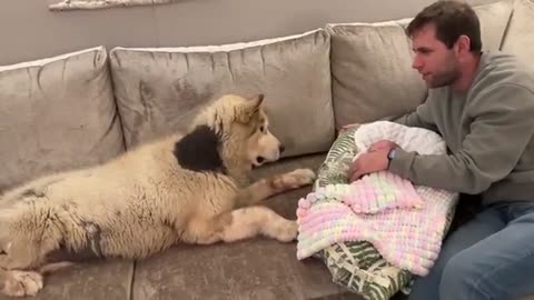 Adorable Giant Dog Meets His New Baby Brother! He'll Always Protect Him! (Cutest Ever!!)