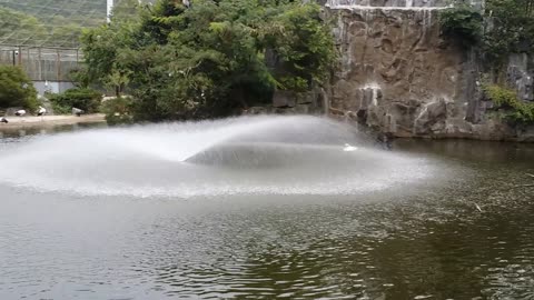 Swan taking a shower from a fountian