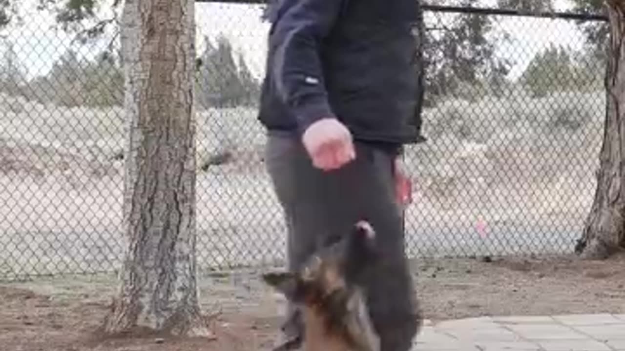 Dog 🐕Tranning 🐶Video