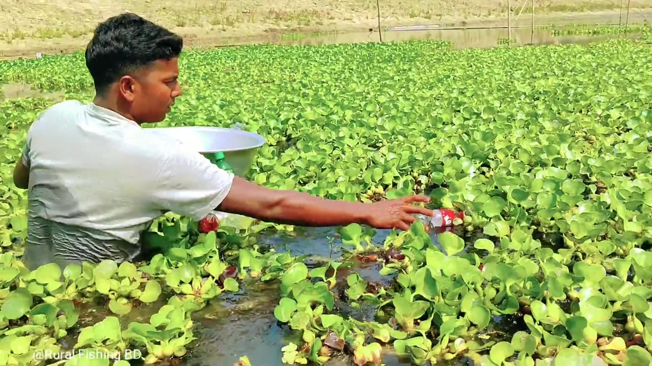 Plastic Bottles Fish Trap | Traditional Catch Fish With Hook & Plastic Bottle Fish Trap