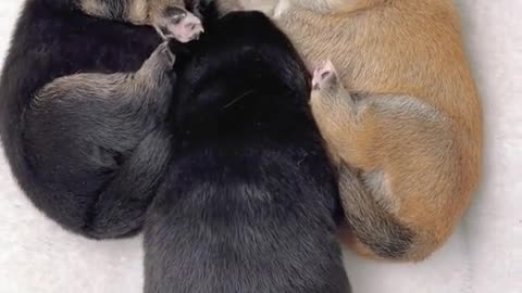 Cute puppy 😍😍😍❤️❤️❤️