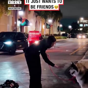 Robot dog meets husky 😲